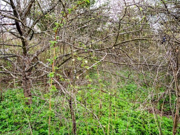 Underbrush Clearing in San Luis Obispo